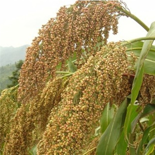 種子基地如何使用農(nóng)業(yè)氣象站來提高種子基地的產(chǎn)量？